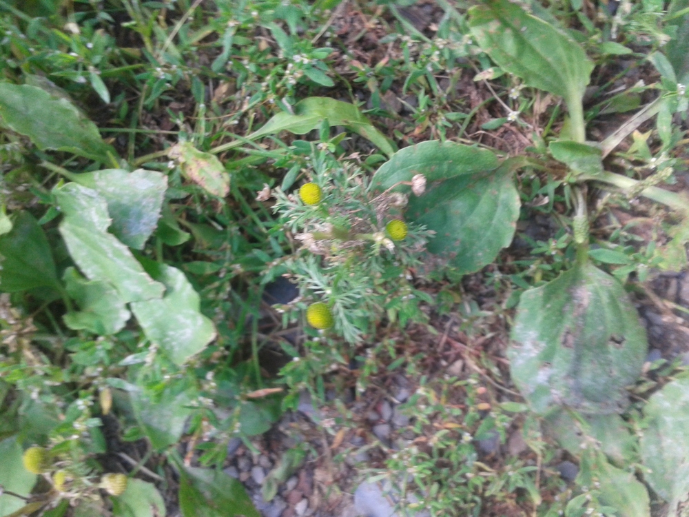 Pineapple Weed