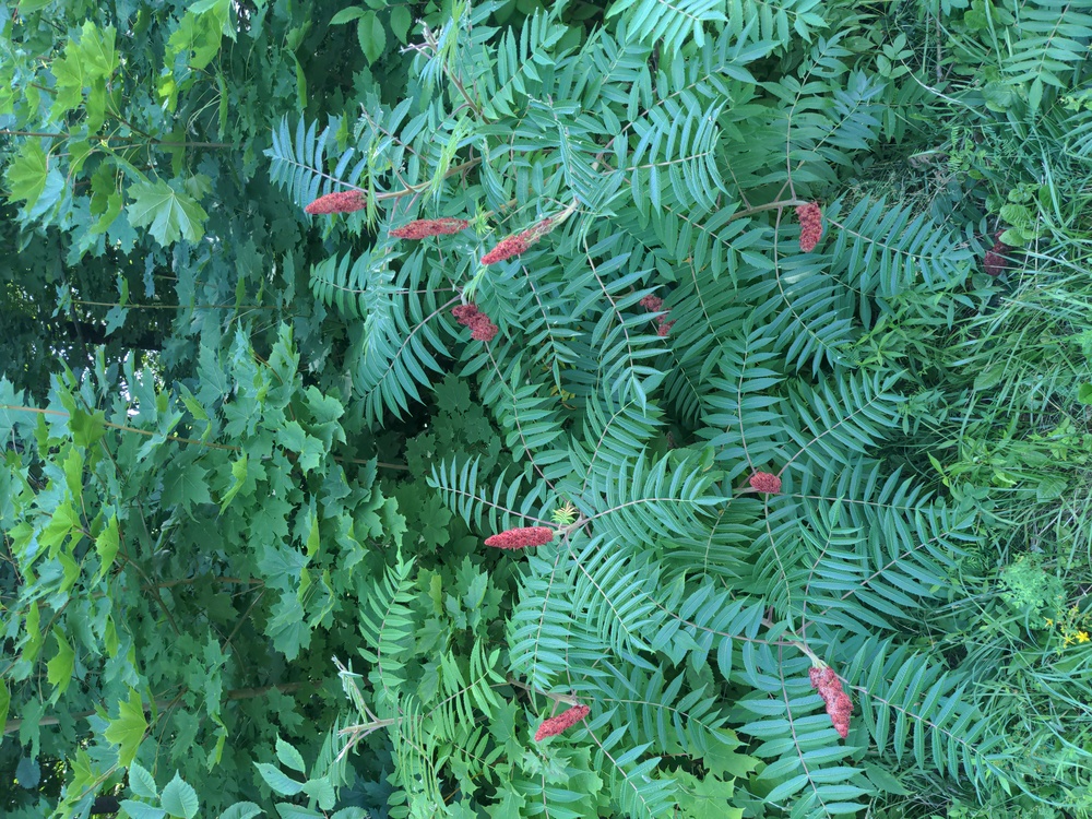 Staghorn Sumac