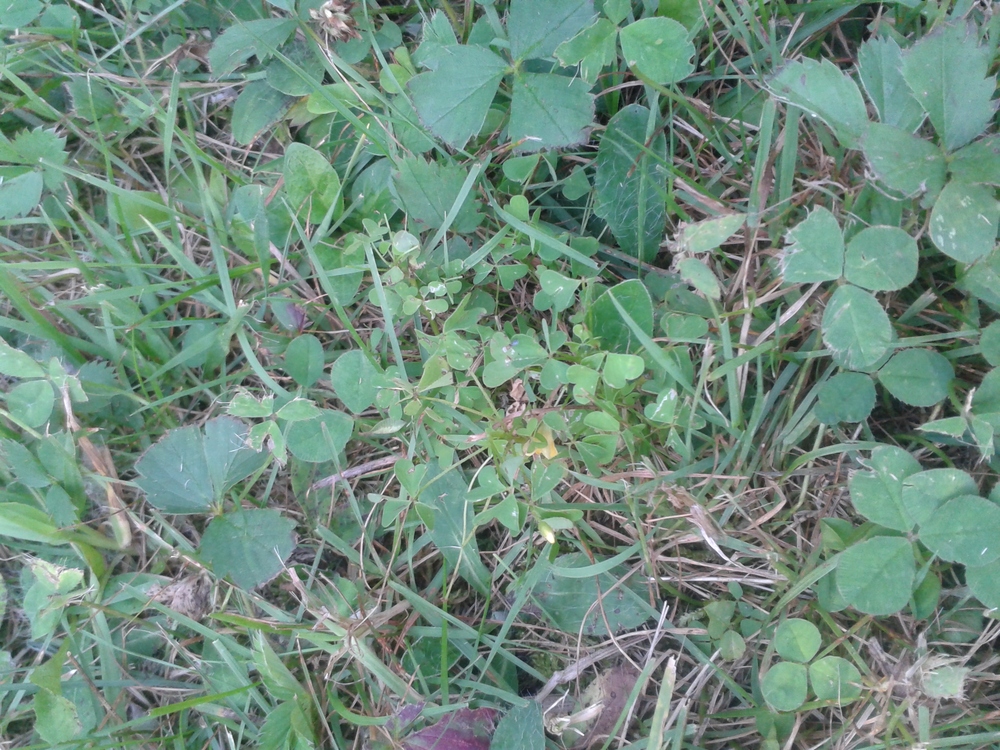 Wood Sorrel